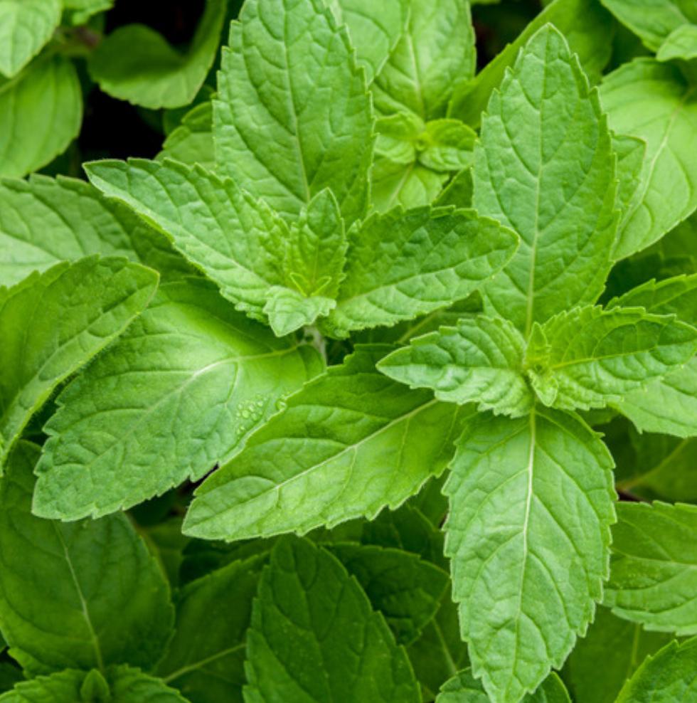 Essential Oil: Peppermint